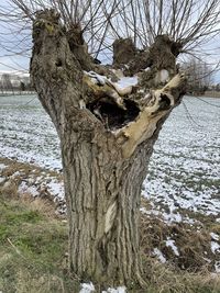 Trees on field during winter