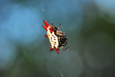 Close-up of fancy spider in a web