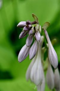 Close-up of flowers blooming outdoors