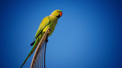 Low angle view of parrot perching on blue sky