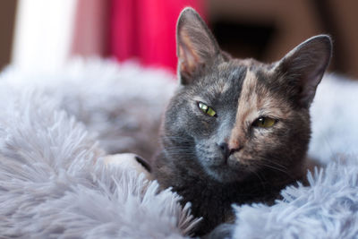 Close up of a beautiful two color face kitty on a soft furry pillow. she is looking at the camera