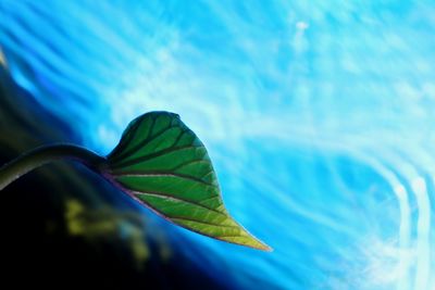 Close-up of leaves floating on water