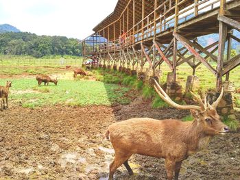 Deer standing in a field