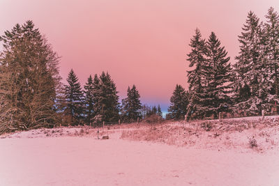 Trees on snow covered field against sky