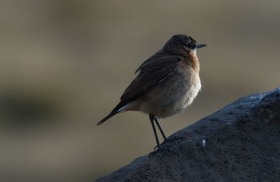 Closeup portrait of african dusky flycatcher muscicapa adusta resting semien mountains, ethiopia.