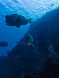 Fish swimming in sea