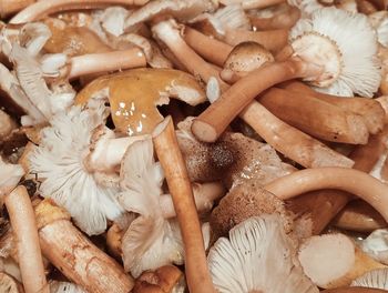 mushroom