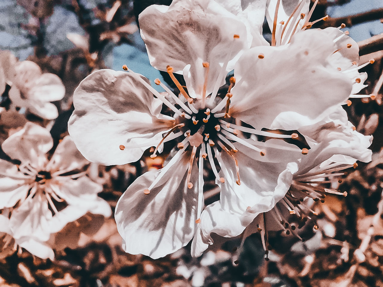 flowering plant, flower, fragility, vulnerability, petal, beauty in nature, flower head, freshness, plant, inflorescence, growth, close-up, pollen, white color, focus on foreground, springtime, stamen, blossom, day, nature, no people, outdoors, cherry blossom