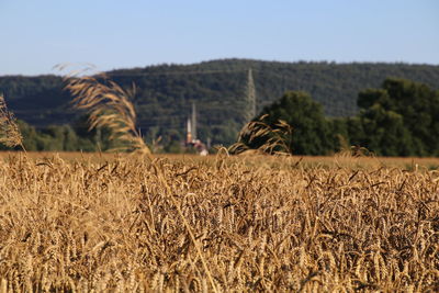 Close-up of hay bales on field against clear sky