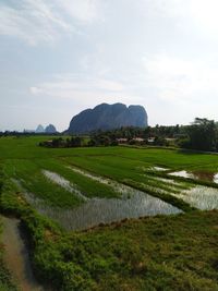 Scenic view of field against sky