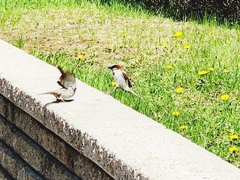 Birds perching on a field