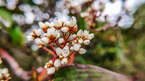 Close-up of white cherry blossom tree