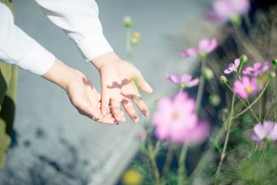 Close-up of hand on pink flowering plants