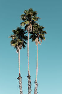 Low angle view of palm trees against clear blue sky