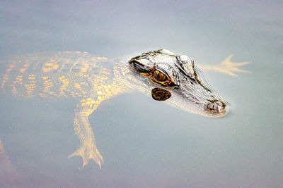 Close-up of jellyfish swimming in lake