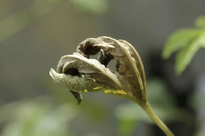 Close-up of flower