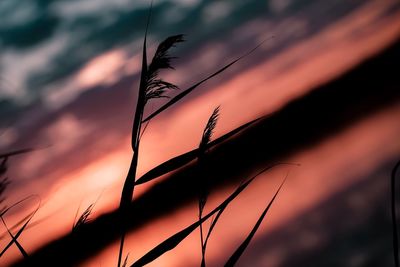 Close-up of silhouette plant against orange sky