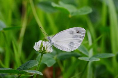 Close-up of butterfly pollinating on flower