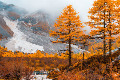 Trees in forest during autumn