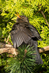 Close-up of bird perching on branch