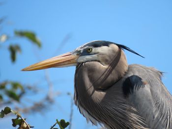 Low angle view of a bird