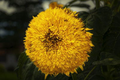 Close-up of yellow flower blooming outdoors
