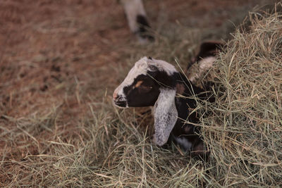 Close-up of lamb