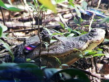 Close-up of a lizard on tree