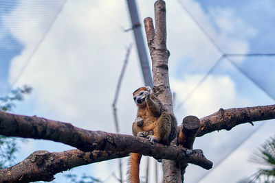 A low angle view of a lemur on a branch eating