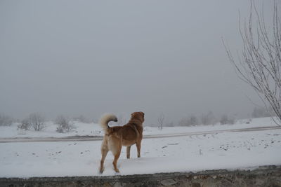 Dog standing on snow covered land