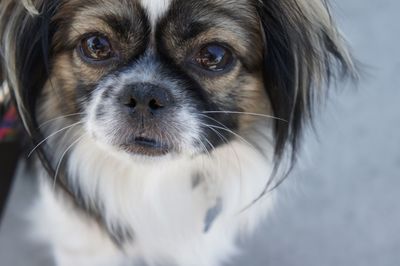 Close-up portrait of a dog