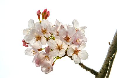 Close-up of cherry blossoms against clear sky