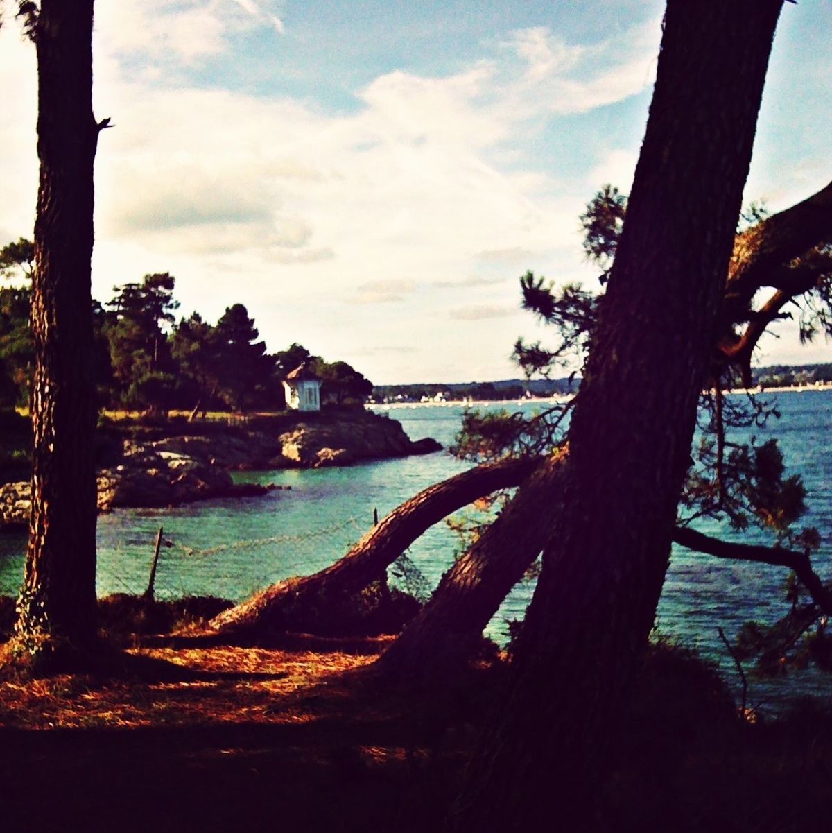 water, tree, sky, sea, tranquility, tranquil scene, tree trunk, scenics, beauty in nature, nature, horizon over water, branch, beach, cloud - sky, shore, idyllic, cloud, growth, silhouette, calm