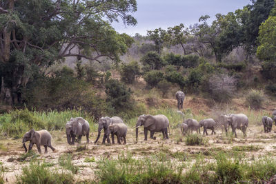 Elephants on land