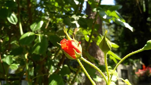 Close-up of red flowers