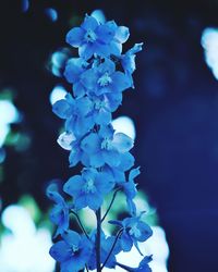 Close-up of blue flowering plant