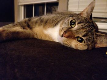 Close-up portrait of a cat