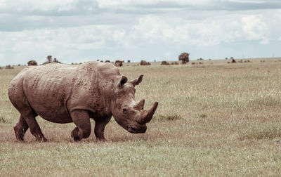 A southern white rhino close up