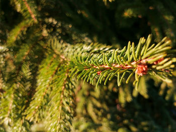 Close-up of pine tree