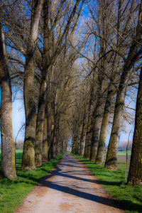 Footpath amidst trees against sky