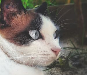 Close-up of cat looking away