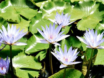 Close-up of lotus water lily in pond