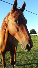 Horse standing in ranch