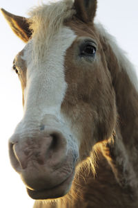 Close-up portrait of a horse