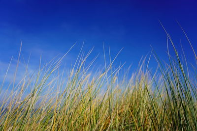 Low angle view of grass on field against blue sky