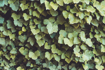 Full frame shot of ivy