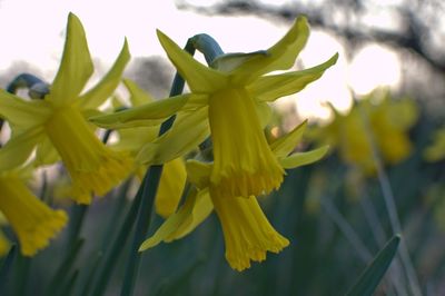 Close-up of yellow flower