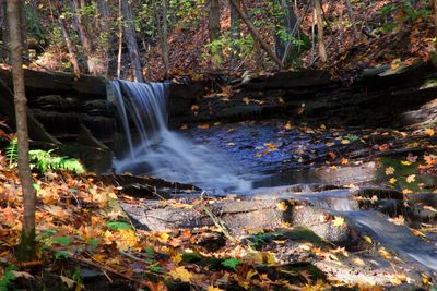 Scenic view of waterfall in forest during autumn