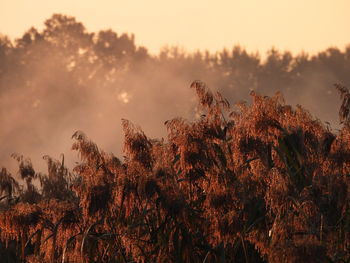 Low angle view of trees against sky during sunset