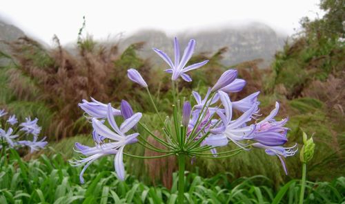 Close-up of purple crocus flowers on field